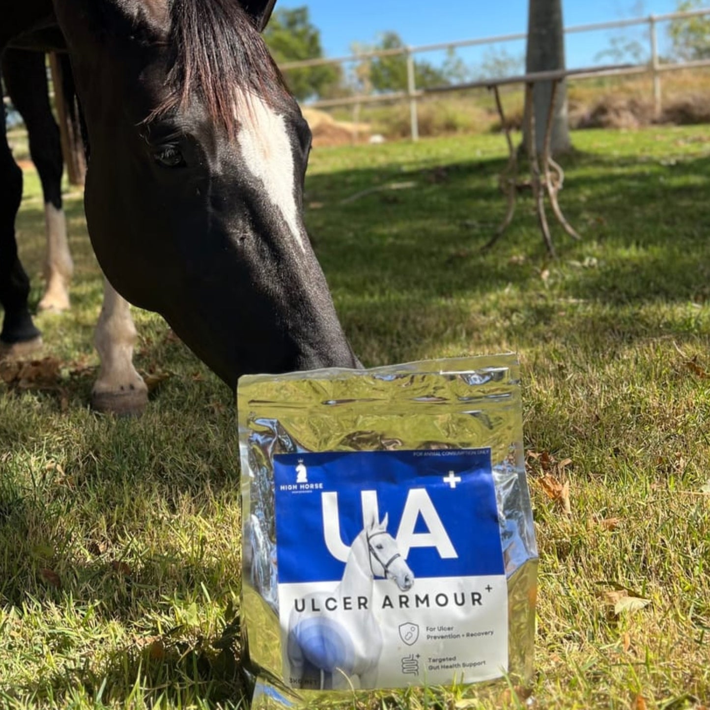 How to Naturally Improve Your Horse's Gut Health