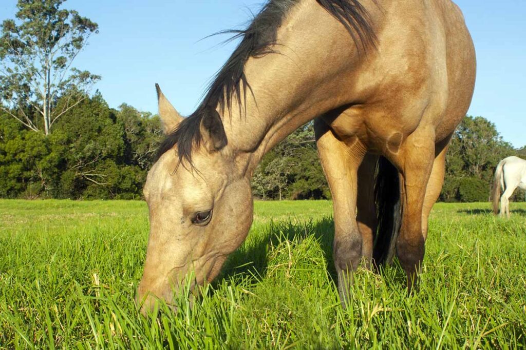 Spring grass naturally has a higher sugar content compared to the grass that grows later in the year. | Getty Images