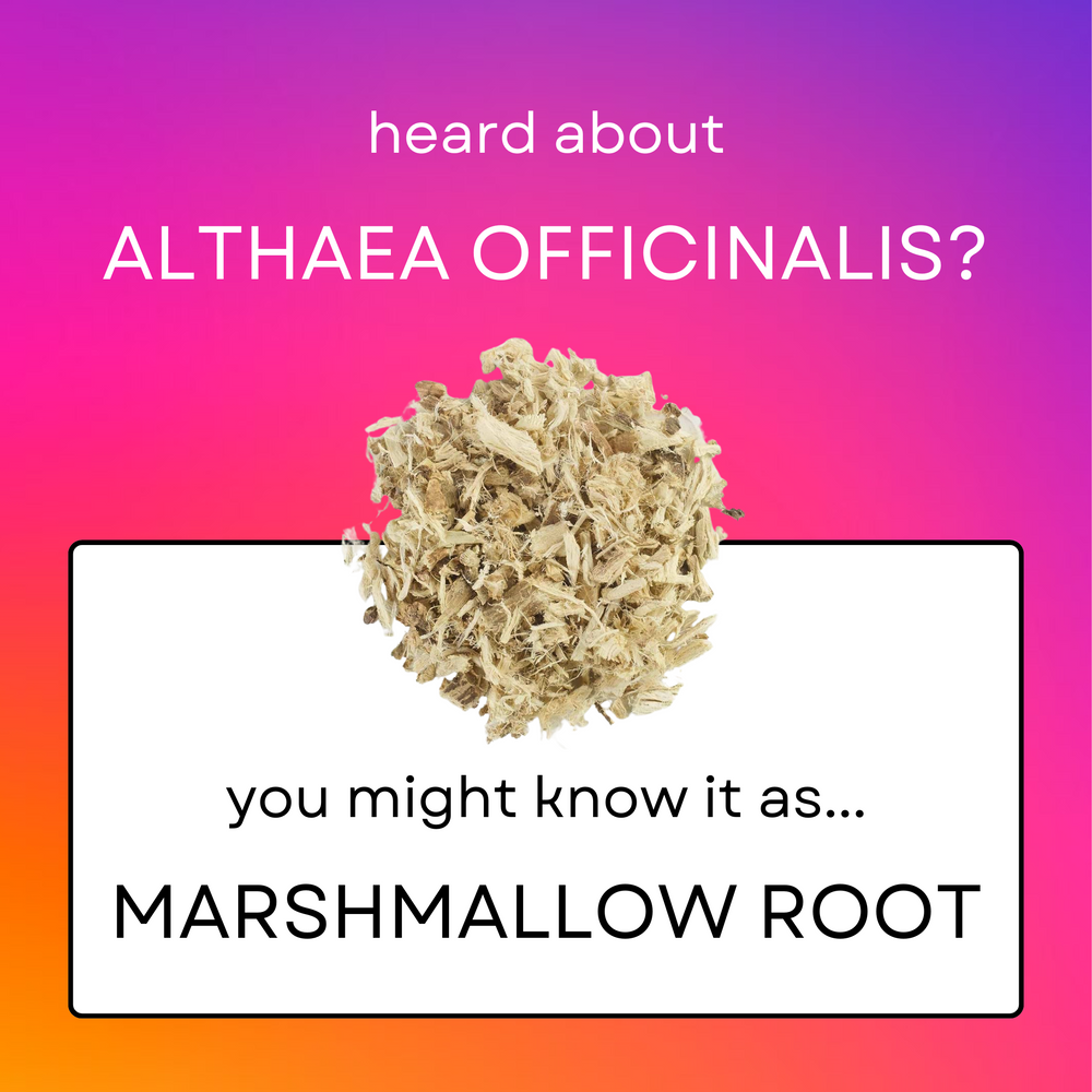 Exploring Marshmallow Root