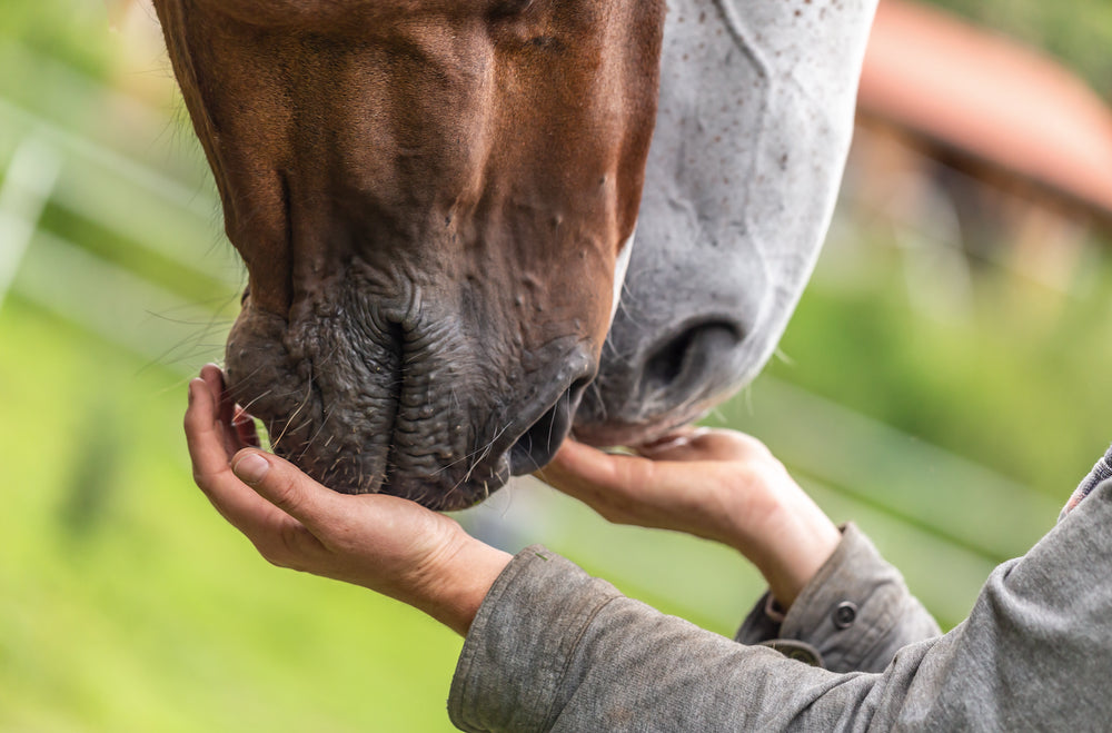 How to Choose the Best Horse Feed: It’s All About Balance