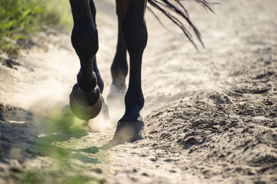 Understanding Laminitis