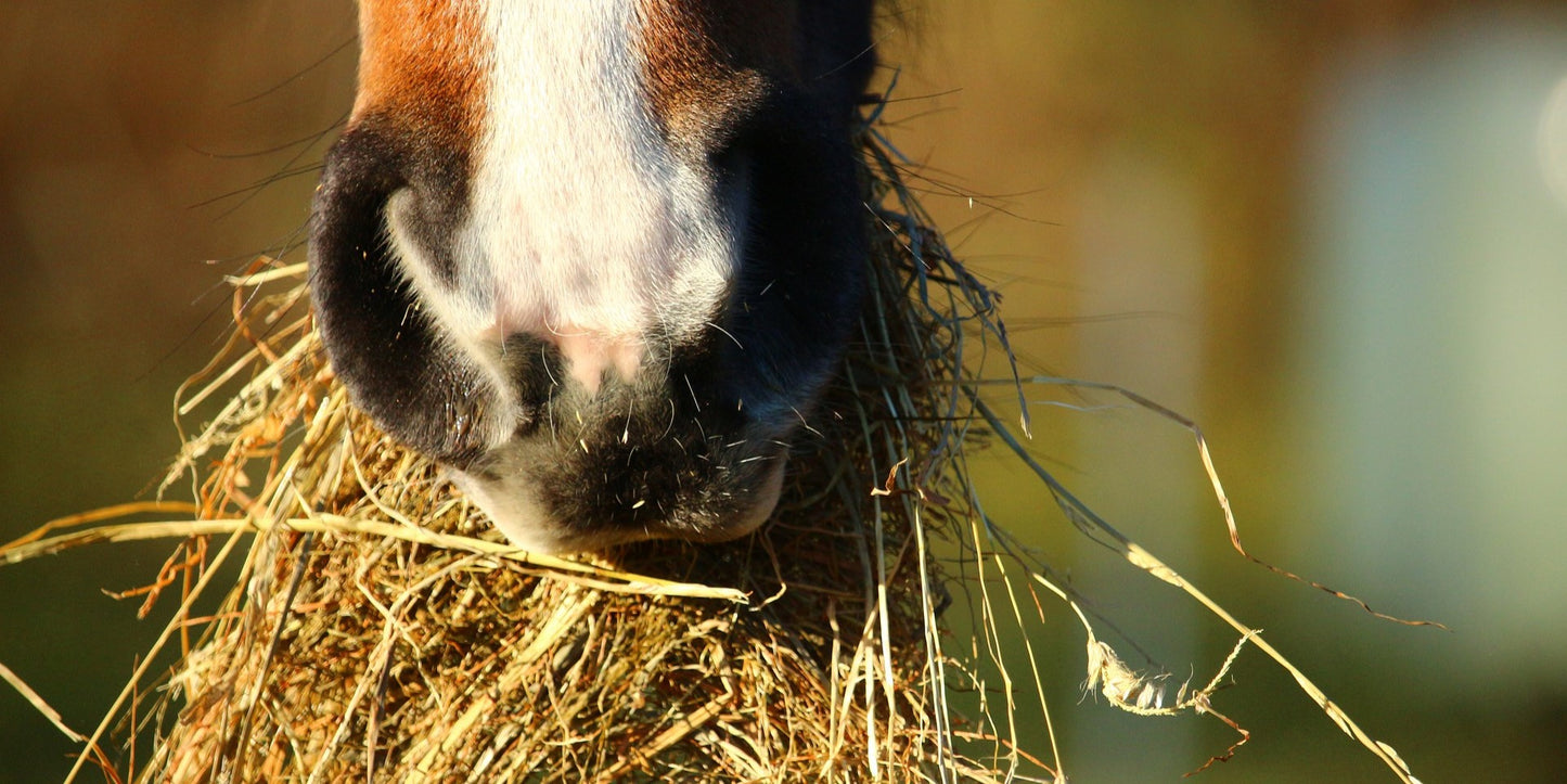 Hеmр Hulls: The Super Fibre Feed Your Horse Needs